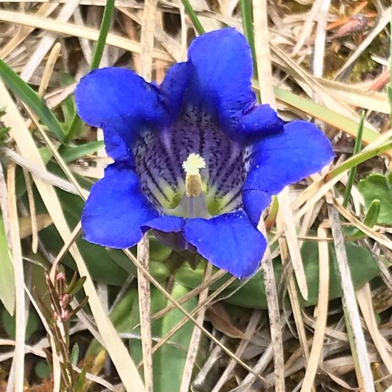 Gentiana acaulis: Plant in habitat Rock areas in the NatureSpots App