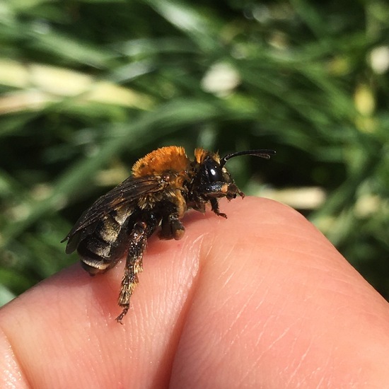 Insekten: Tier im Habitat Felder in der NatureSpots App