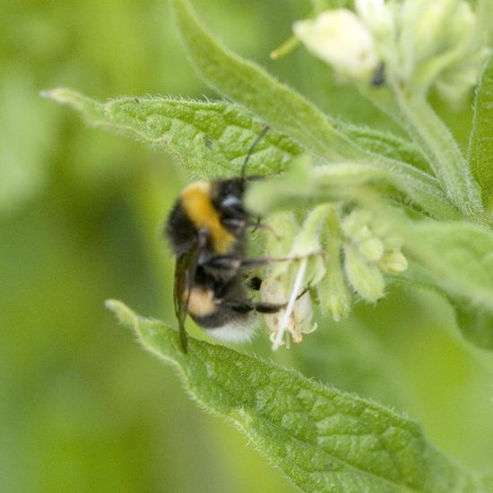 Dunkle Erdhummel: Tier im Habitat Landwirtschaftliche Wiese in der NatureSpots App