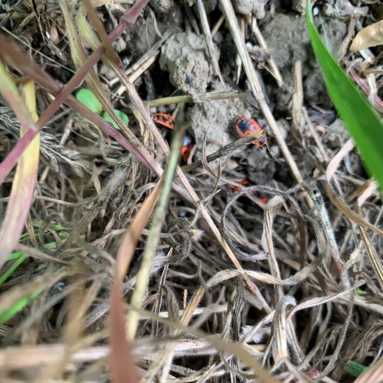 Gemeine Feuerwanze: Tier im Habitat Garten in der NatureSpots App