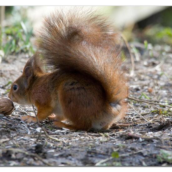 Red Squirrel: Animal in habitat Backyard in the NatureSpots App