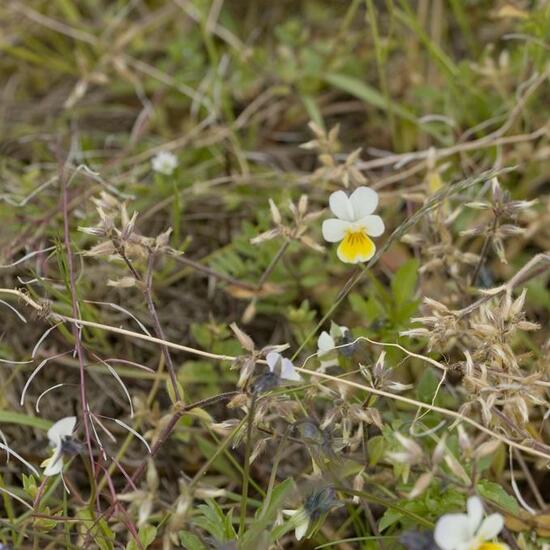 Viola arvensis: Plant in habitat Agricultural meadow in the NatureSpots App