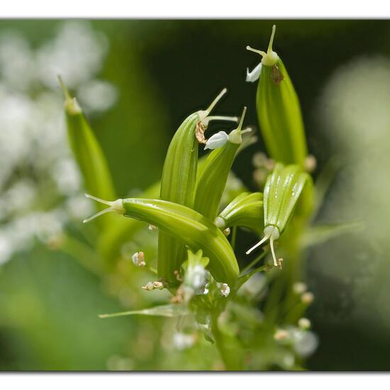 Eine unbekannte Art: Pflanze im Habitat Garten in der NatureSpots App