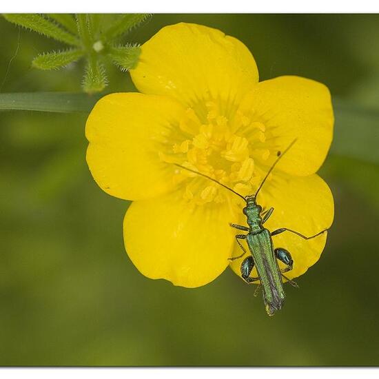 Grüner Scheinbockkäfer: Tier im Habitat Naturnahe Wiese in der NatureSpots App