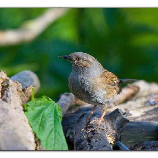 Heckenbraunelle: Tier im Habitat Hinterhof in der NatureSpots App