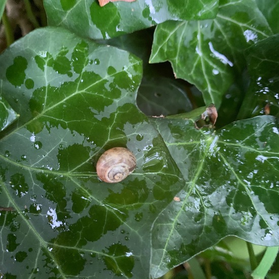 Schnecken: Tier im Habitat Garten in der NatureSpots App