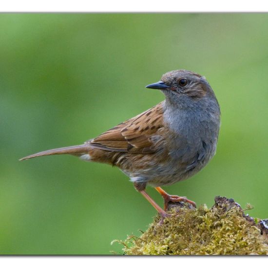 Heckenbraunelle: Tier im Habitat Hinterhof in der NatureSpots App