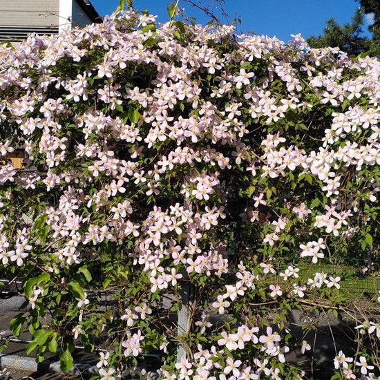 Clematis: Plant in habitat Park in the NatureSpots App