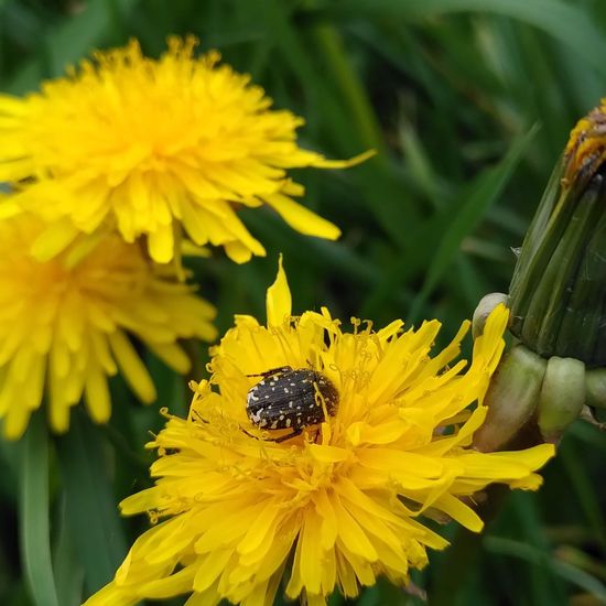 Trauer-Rosenkäfer: Tier im Habitat Naturnahe Wiese in der NatureSpots App