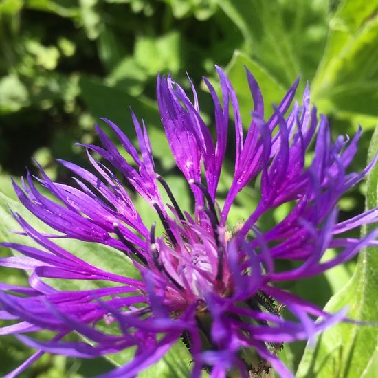 Centaurea montana: Plant in habitat Garden in the NatureSpots App