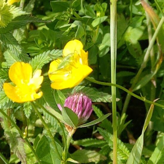 Gemeiner Grashüpfer: Tier im Habitat Halb-natürliches Grasland in der NatureSpots App