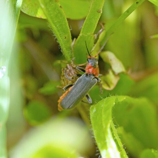 Cantharis fusca: Animal in habitat Buffer strip in the NatureSpots App