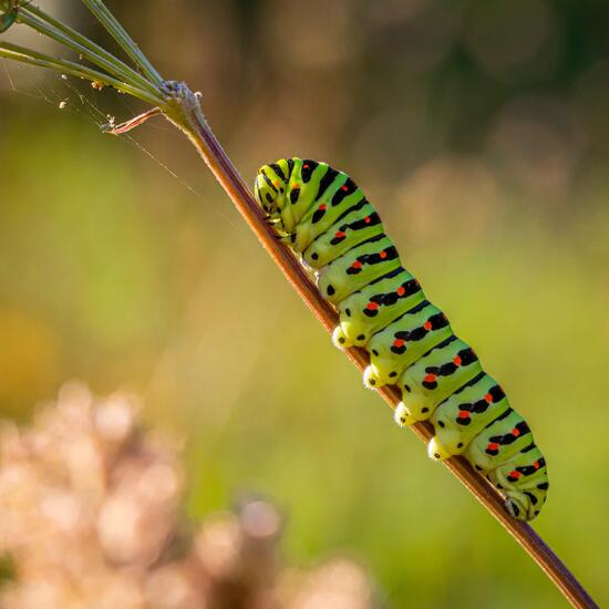 Libellen: Tier in der Natur in der NatureSpots App