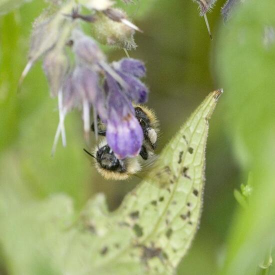 Early bumblebee: Animal in nature in the NatureSpots App