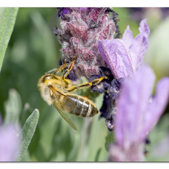 Westliche Honigbiene: Tier im Habitat Garten in der NatureSpots App