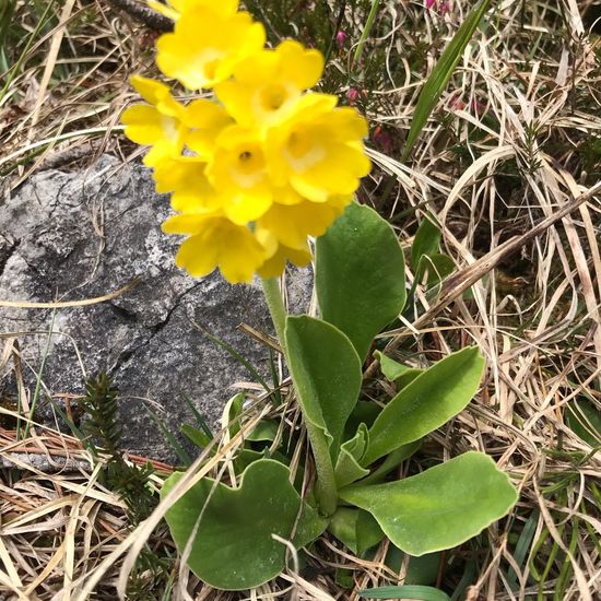 Aurikel: Pflanze im Habitat Felsgebiet in der NatureSpots App