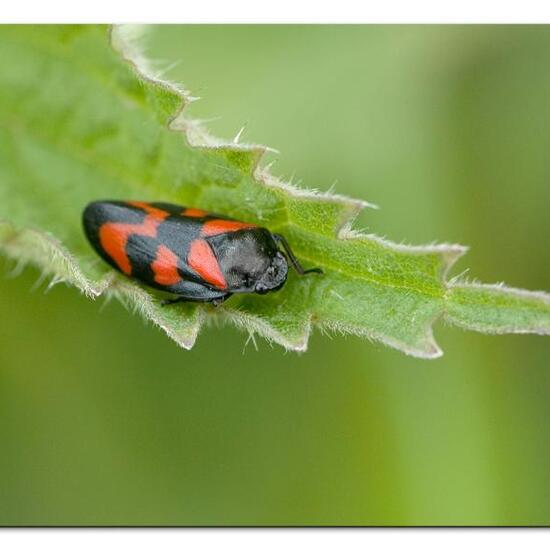 Cercopis vulnerata: Animal in habitat Road or Transportation in the NatureSpots App