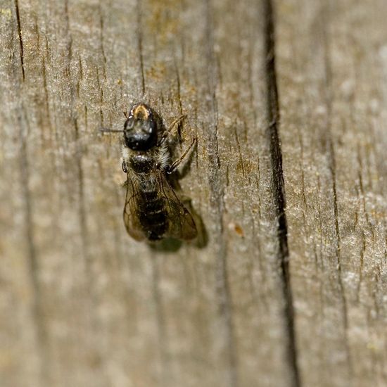 Chelostoma florisomne: Tier im Habitat Grasland und Büsche in der NatureSpots App