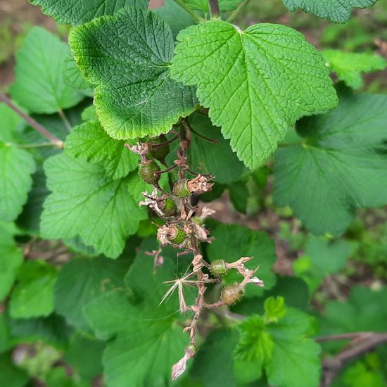 Johannisbeeren: Pflanze in der Natur in der NatureSpots App