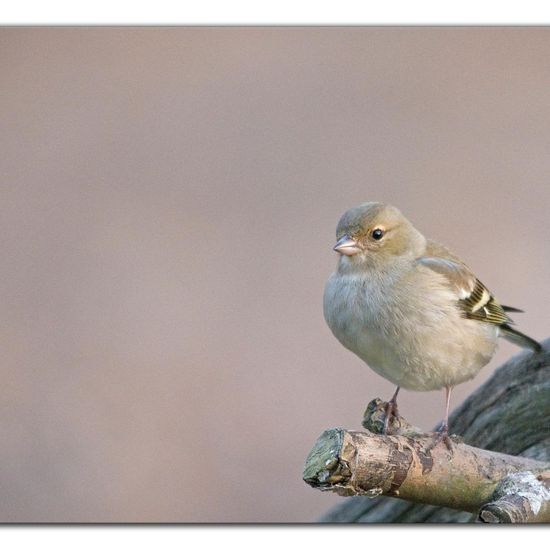 Buchfink: Tier im Habitat Hinterhof in der NatureSpots App