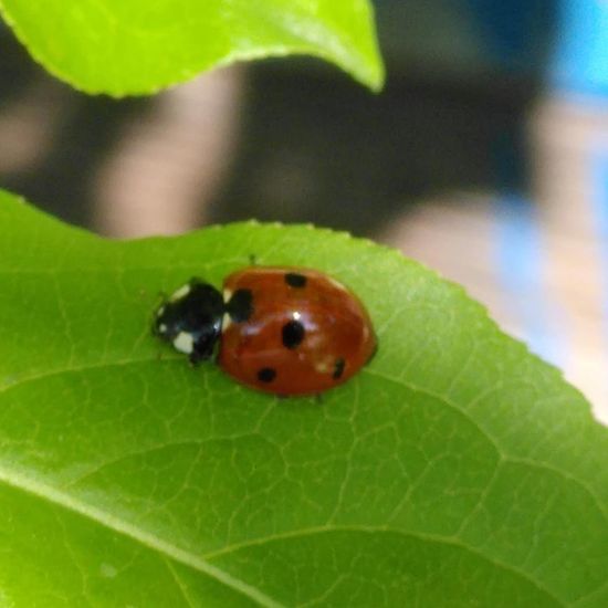 Coccinella septempunctata: Animal in habitat Buffer strip in the NatureSpots App