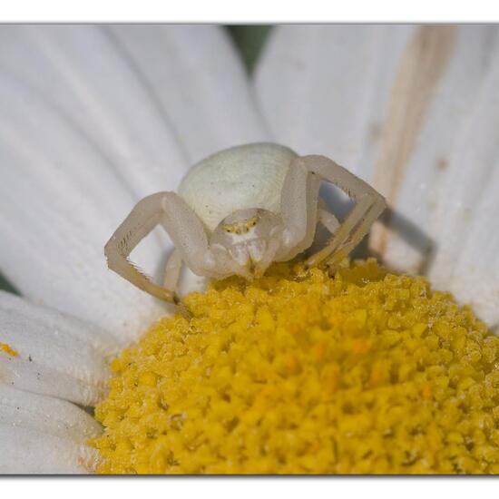 Veränderliche Krabbenspinne: Tier im Habitat Garten in der NatureSpots App