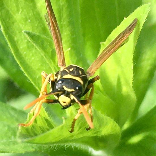 Gallische Feldwespe: Tier im Habitat Garten in der NatureSpots App