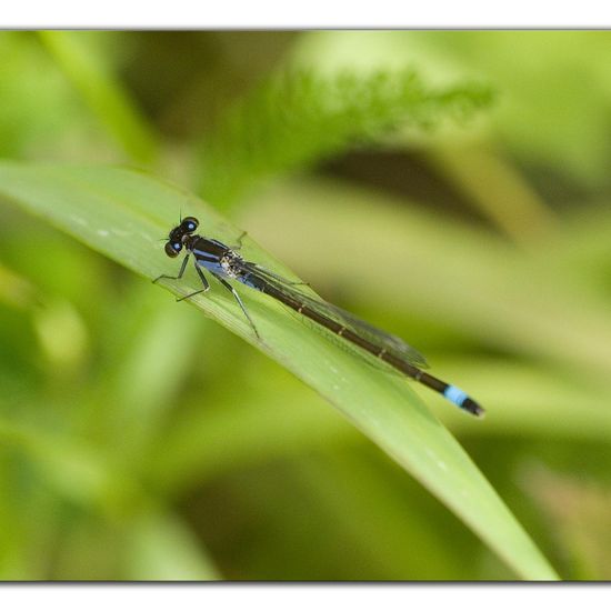 Blue-tailed damselfly: Animal in habitat Buffer strip in the NatureSpots App