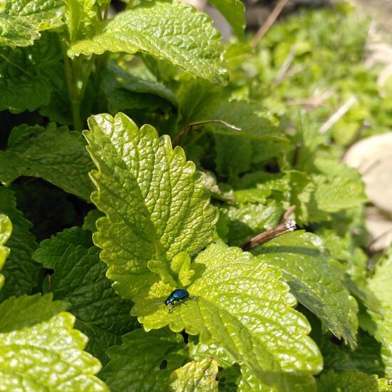 Blauer Erlenblattkäfer: Tier im Habitat Garten in der NatureSpots App