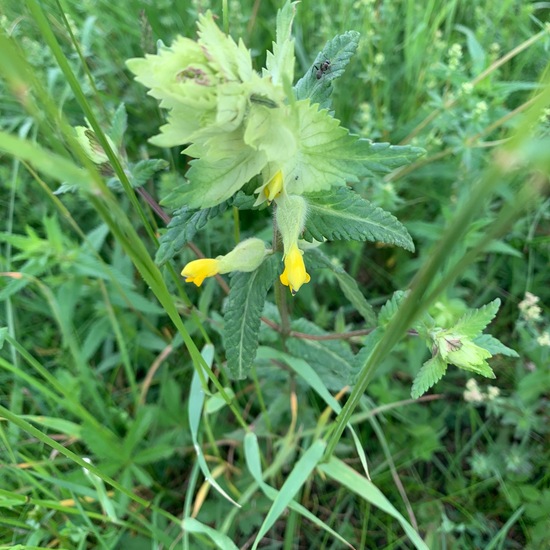 European yellow rattle: Plant in habitat Crop cultivation in the NatureSpots App