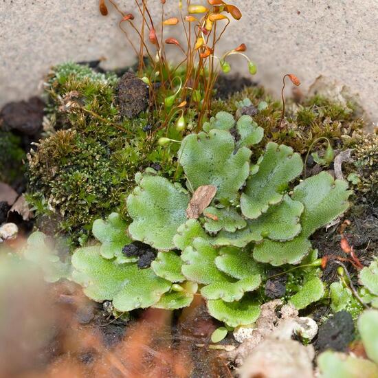 Lunularia cruciata: Plant in habitat Garden in the NatureSpots App