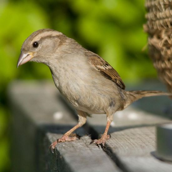 Haussperling: Tier in der Natur in der NatureSpots App