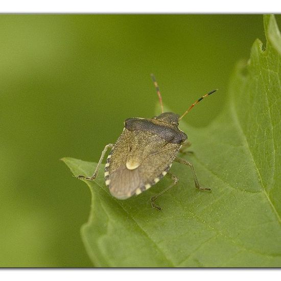 Peribalus strictus: Tier im Habitat Naturnahe Wiese in der NatureSpots App