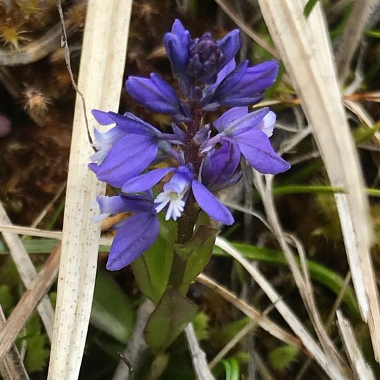 Bitter milkwort: Plant in habitat Rock areas in the NatureSpots App