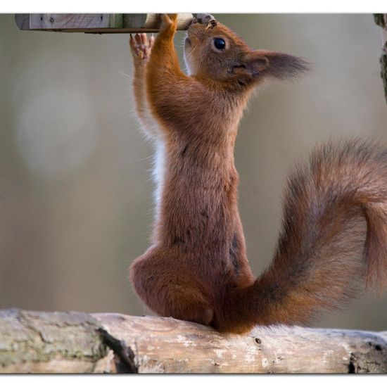 Eurasisches Eichhörnchen: Tier im Habitat Hinterhof in der NatureSpots App