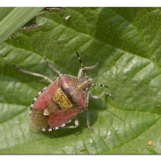 Dolycoris baccarum: Animal in habitat Natural Meadow in the NatureSpots App