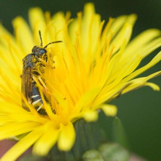 Tenthredo koehleri: Tier im Habitat Halb-natürliches Grasland in der NatureSpots App