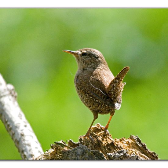 Zaunkönig: Tier im Habitat Hinterhof in der NatureSpots App