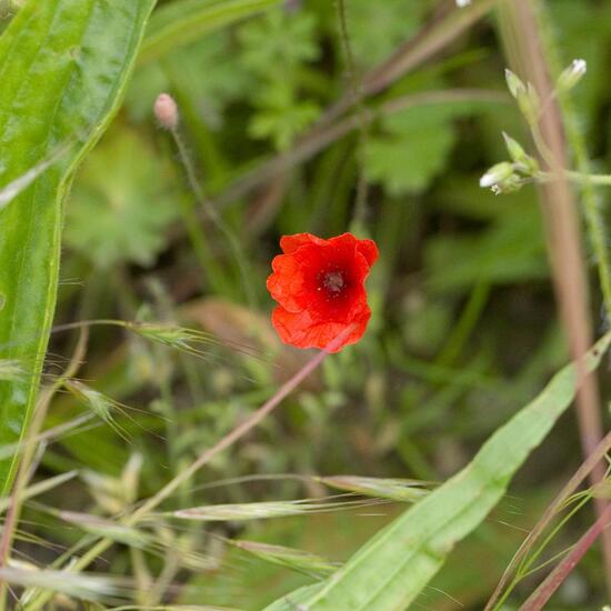 Saat-Mohn: Pflanze im Habitat Ackerrandstreifen in der NatureSpots App