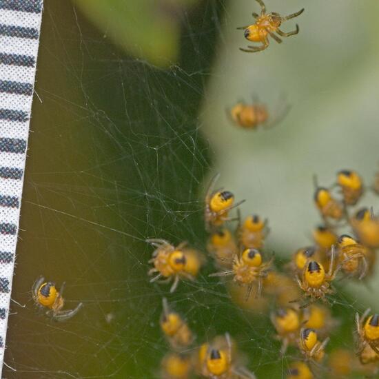 Araneus diadematus: Animal in habitat Garden in the NatureSpots App