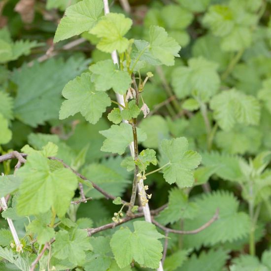 Ribes rubrum: Plant in habitat Garden agriculture in the NatureSpots App