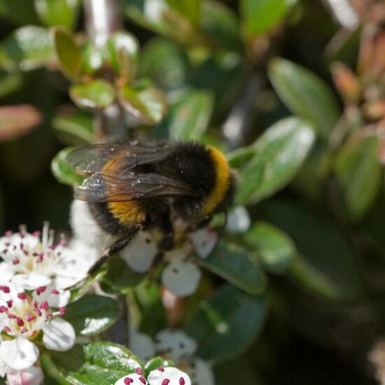 Dunkle Erdhummel: Tier im Habitat Garten in der NatureSpots App