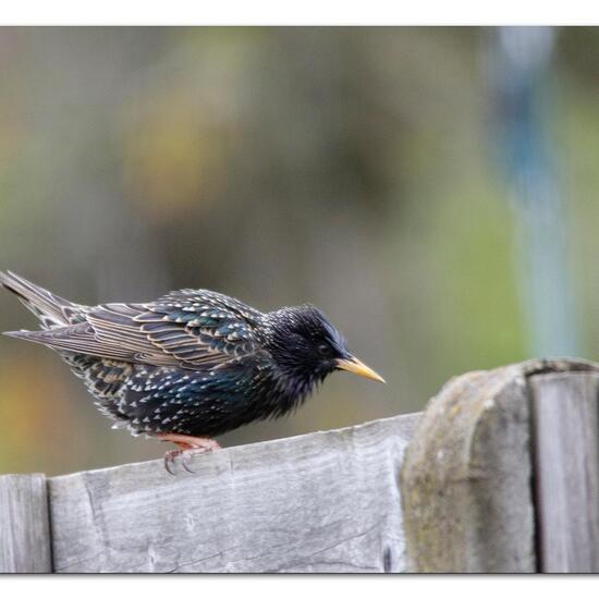 Common starling: Animal in habitat Garden in the NatureSpots App