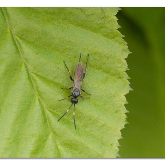 Crypteffigies lanius: Tier im Habitat Garten in der NatureSpots App