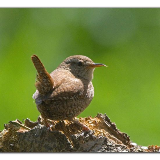 Eurasian Wren: Animal in habitat Backyard in the NatureSpots App