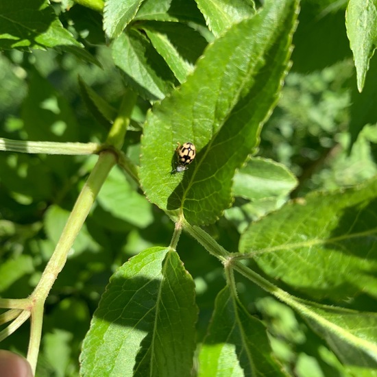 Propylea quatuordecimpunctata: Animal in habitat Garden in the NatureSpots App