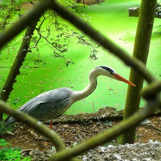 Grey Heron: Animal in habitat Zoo in the NatureSpots App