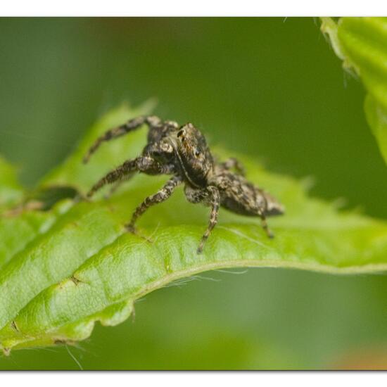 Rindenspringspinne: Tier im Habitat Garten in der NatureSpots App