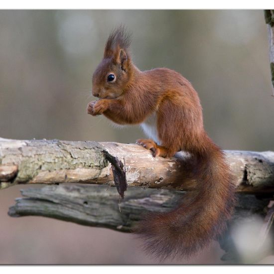 Eurasisches Eichhörnchen: Tier im Habitat Hinterhof in der NatureSpots App