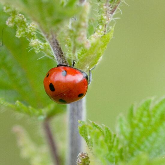 Coccinella septempunctata: Animal in habitat Agricultural meadow in the NatureSpots App